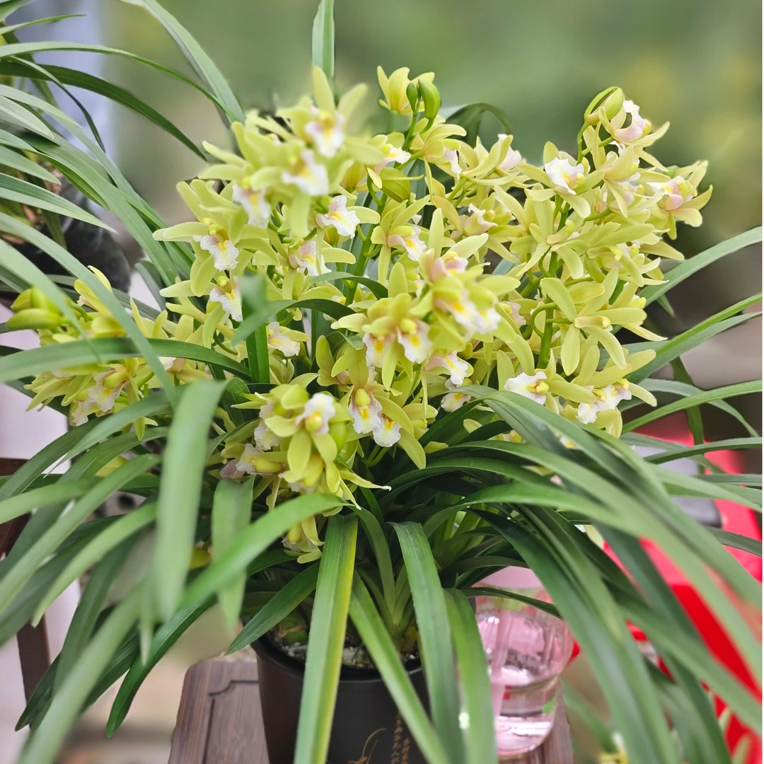 特A级【香水香兰】3-4花惠兰铭品室内阳台好养易活花卉植物基直发