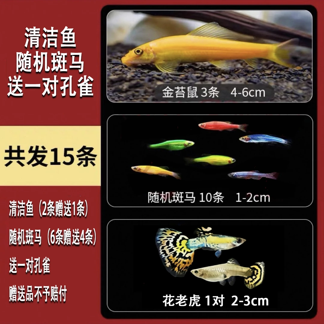 打扫➕养鱼全家福全搞定