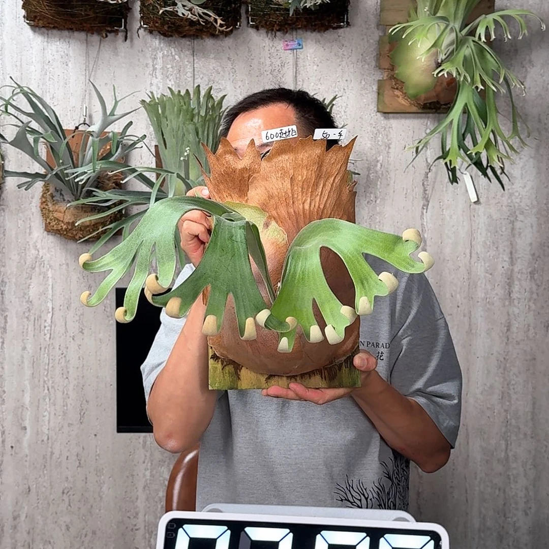 完全开放卷卷鹿fsq母本