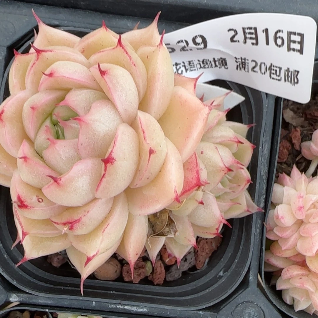 花语逸境0216-529