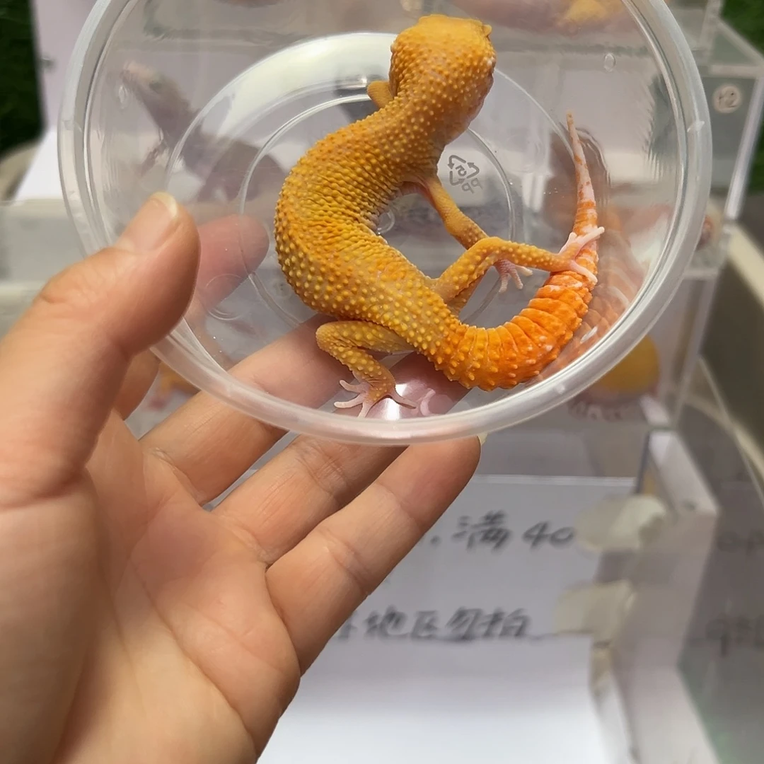 豹纹守宫豹纹守宫
