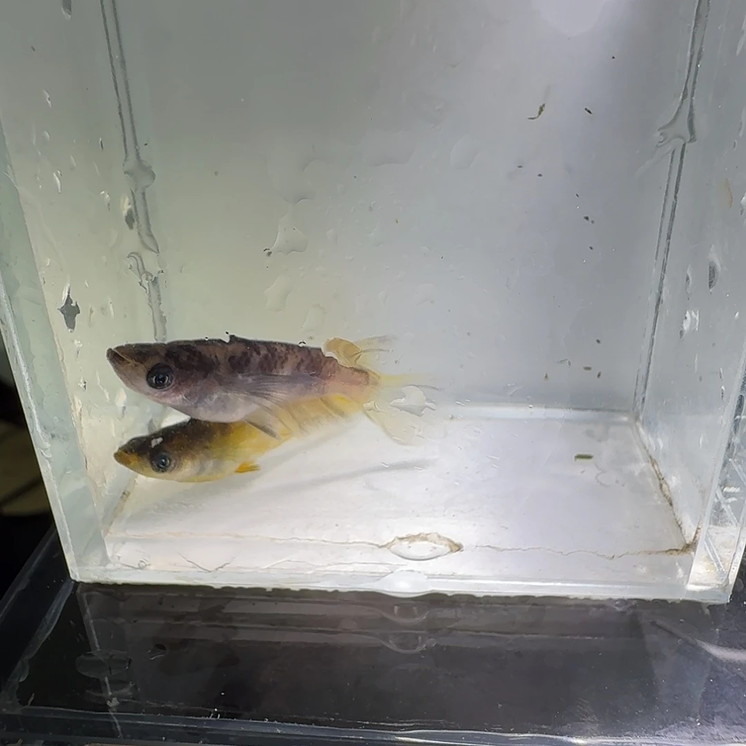 青鳉鱼一物一拍192