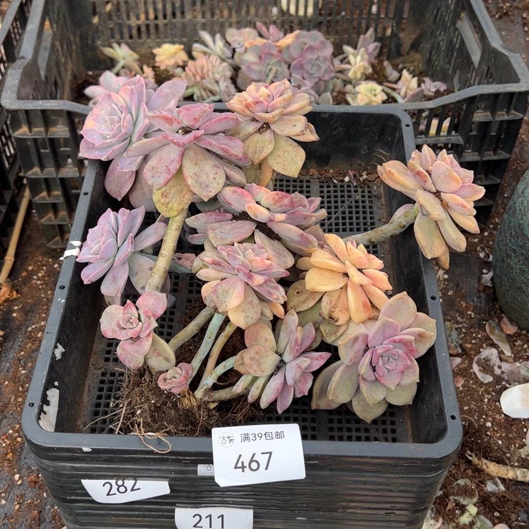 467多肉植物纤维维生素