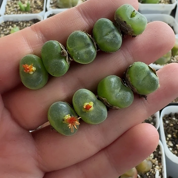 老马生石花水晶鞋1578