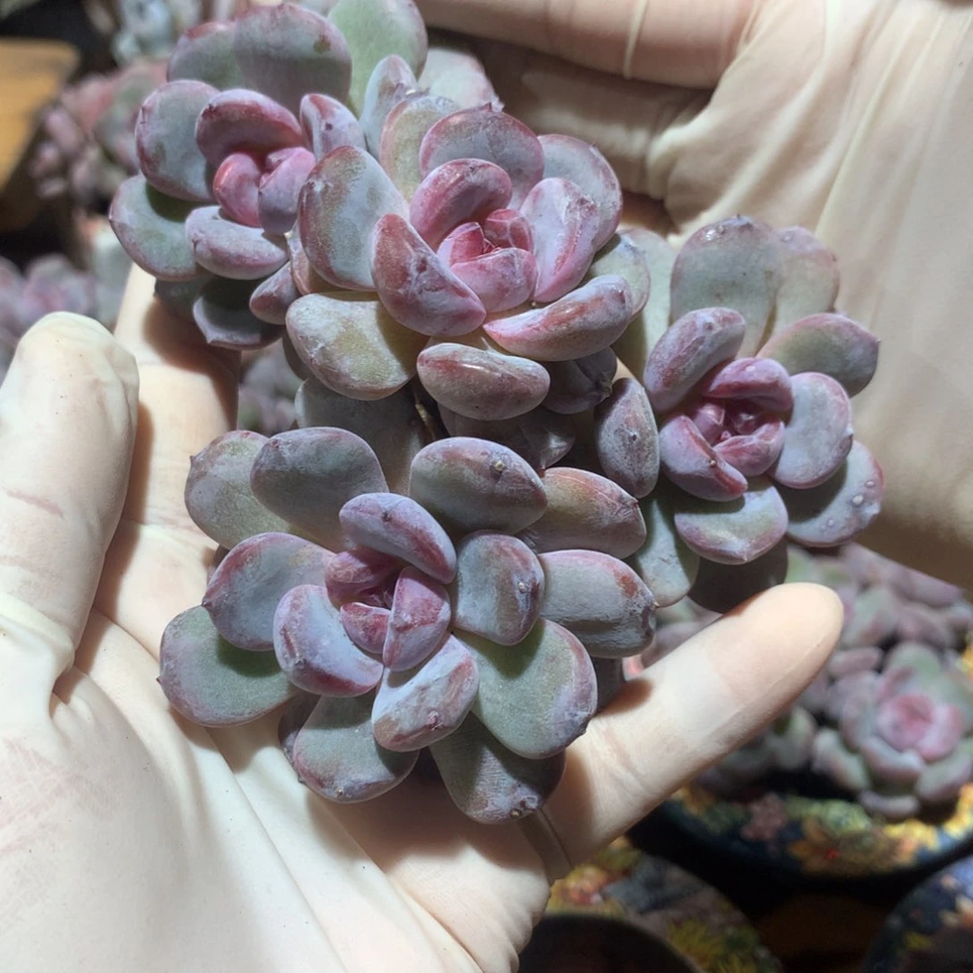 夷*突尼斯星影发货多肉