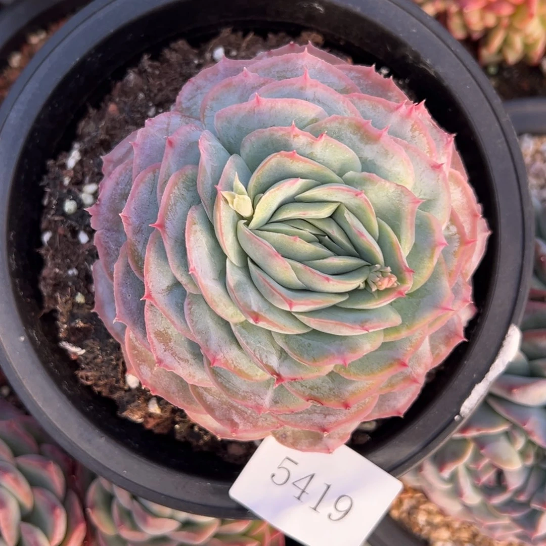 魏*5419肉肉肉肉肉肉肉肉