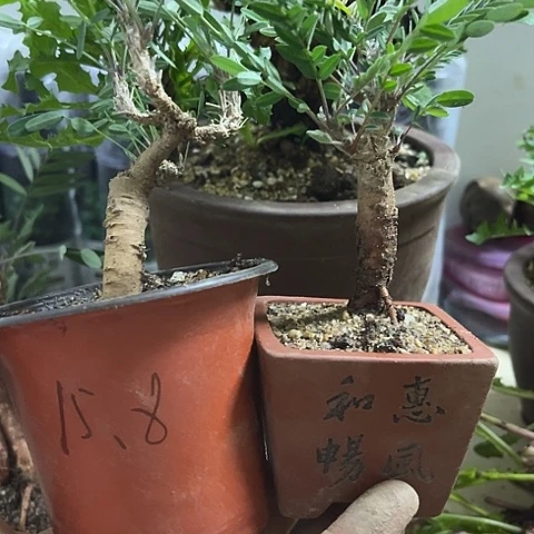 韆****樹米口袋春天开花两个