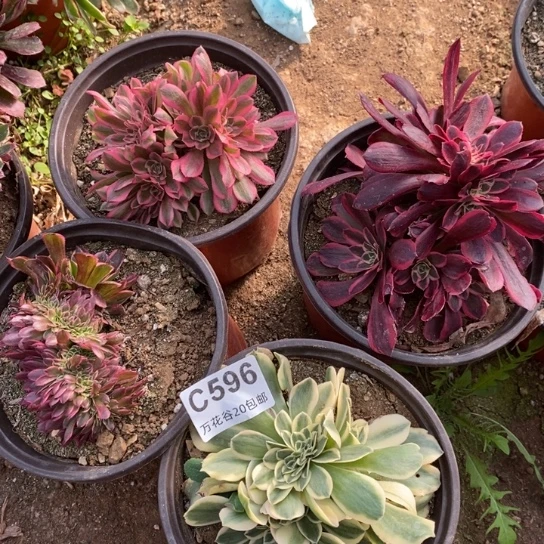 596四棵多肉植物