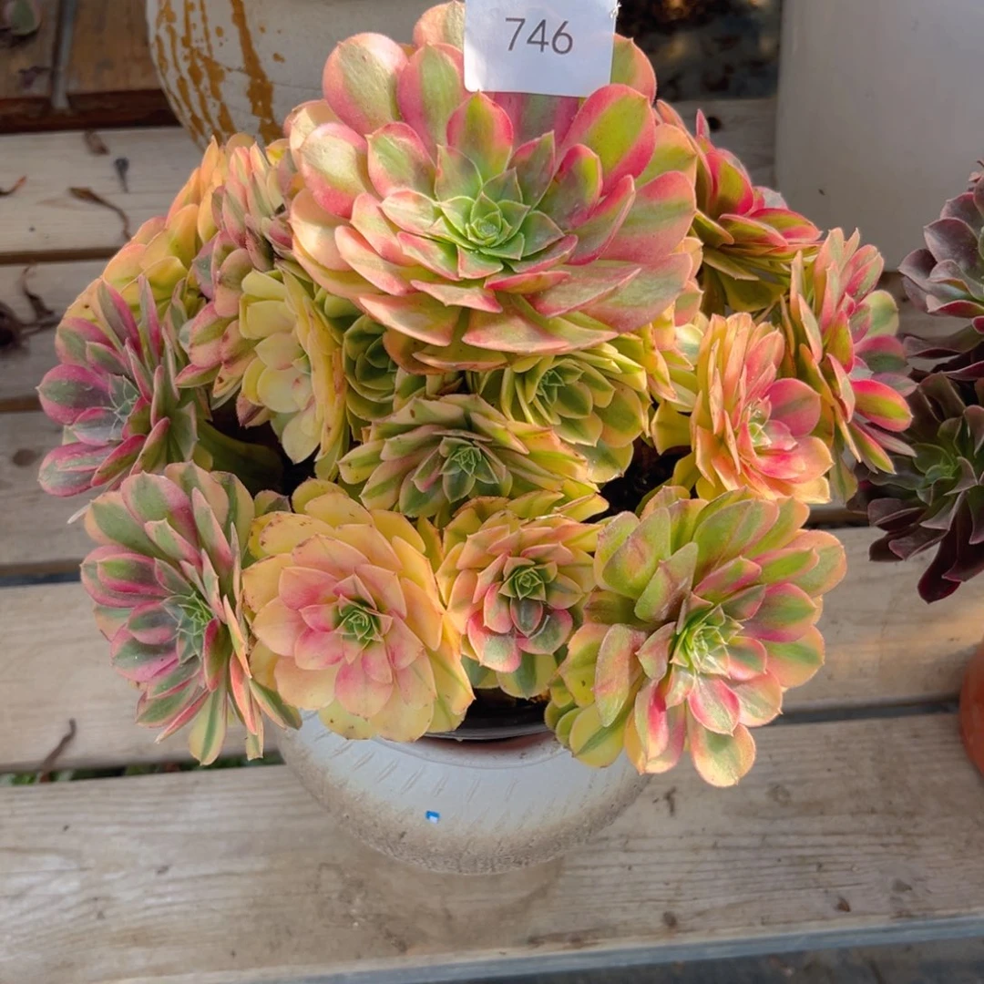 746精品雨荷法师多肉