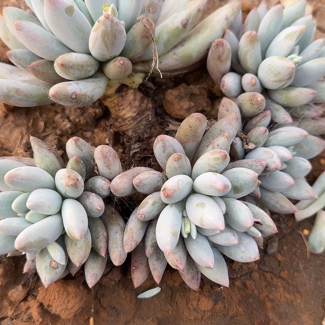 草*多肉植物所罗门