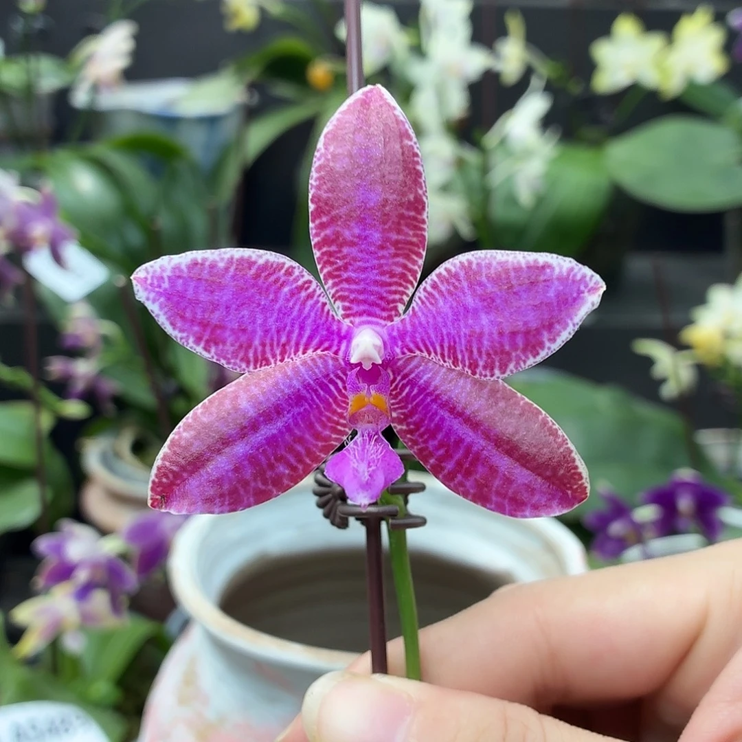 当前无花朵，栽培后可花朵A5490红路德交蓝牛