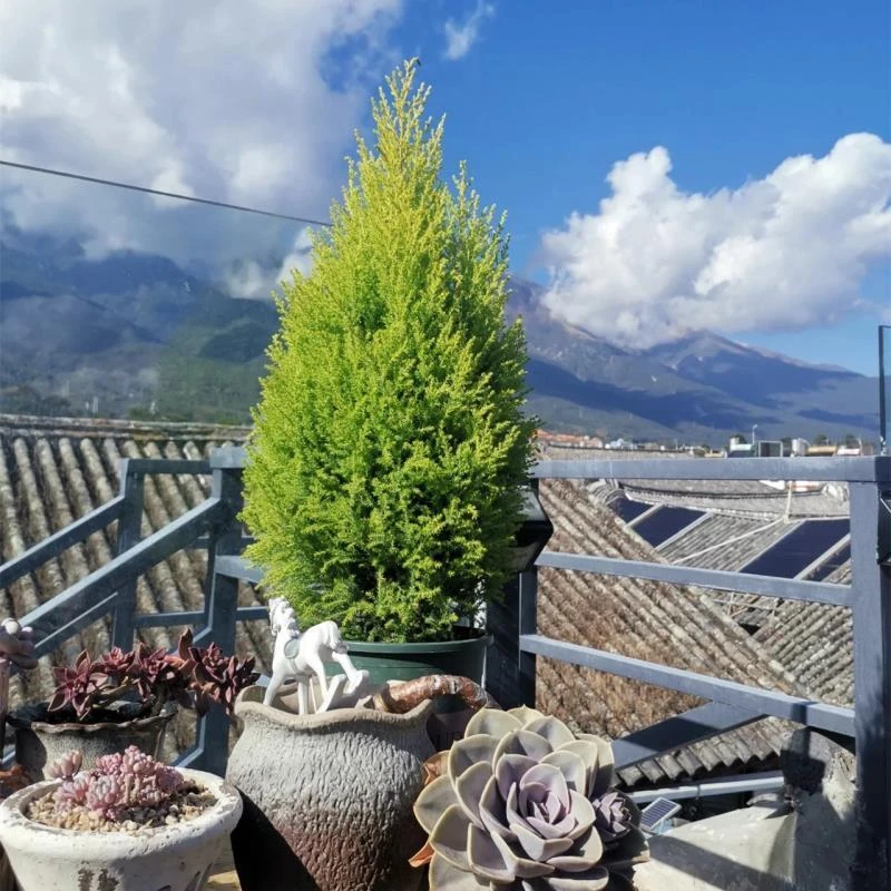 香松盆栽小圣诞树水培绿植植物盆景四季室内好养桌面棒棒糖松树