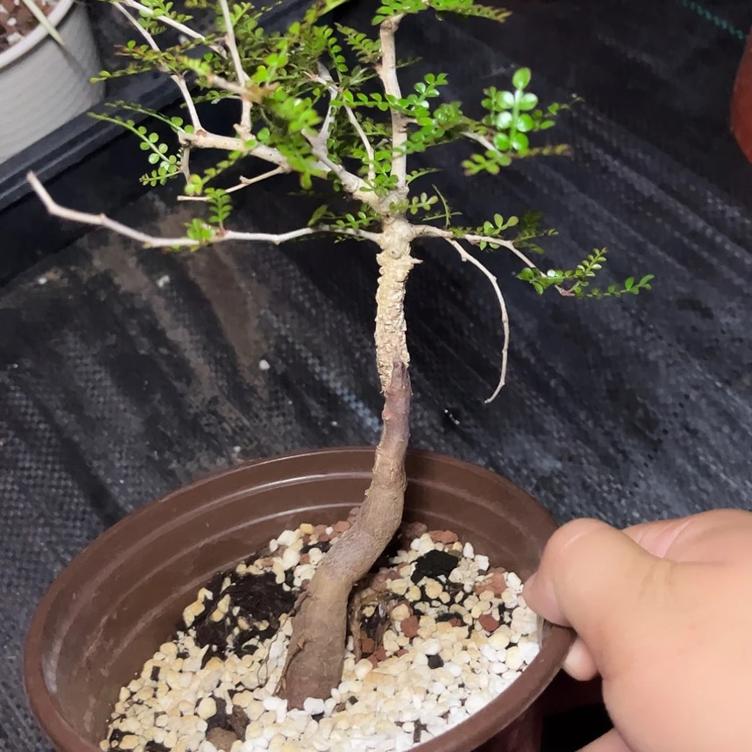 象足漆树 多肉植物