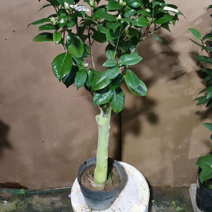 689白瑞奇，原盆原土发货，不包邮