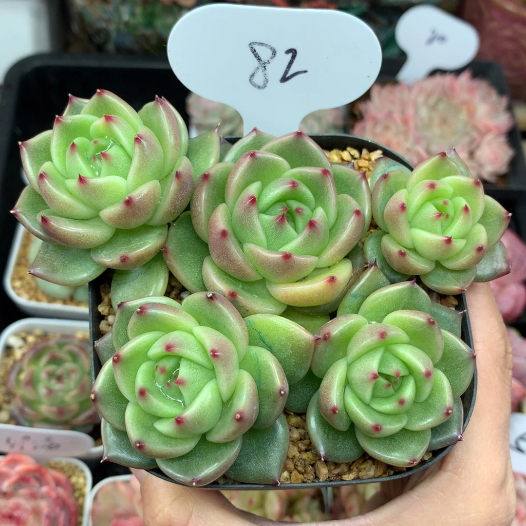 冬云珍妮无砍老桩82