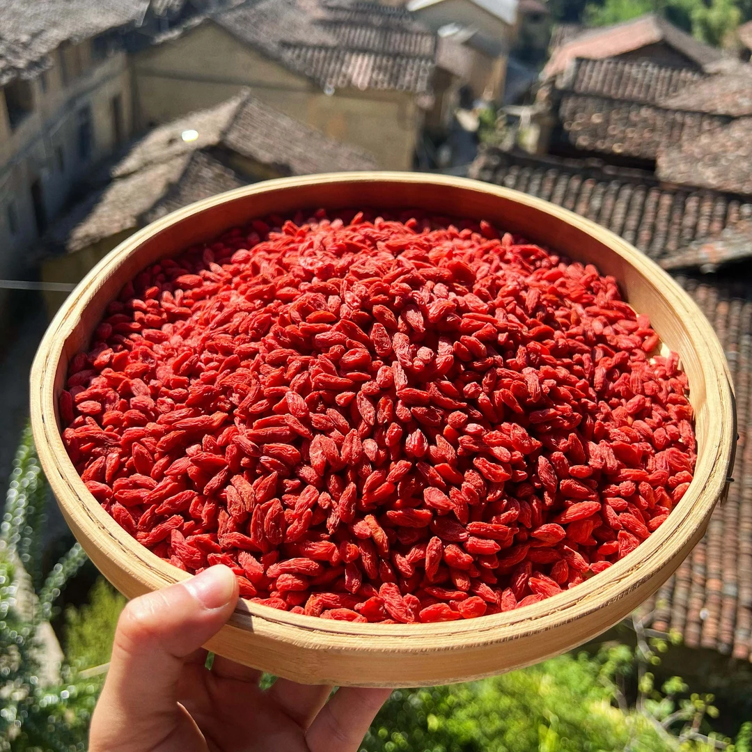 高山  农家  枸杞