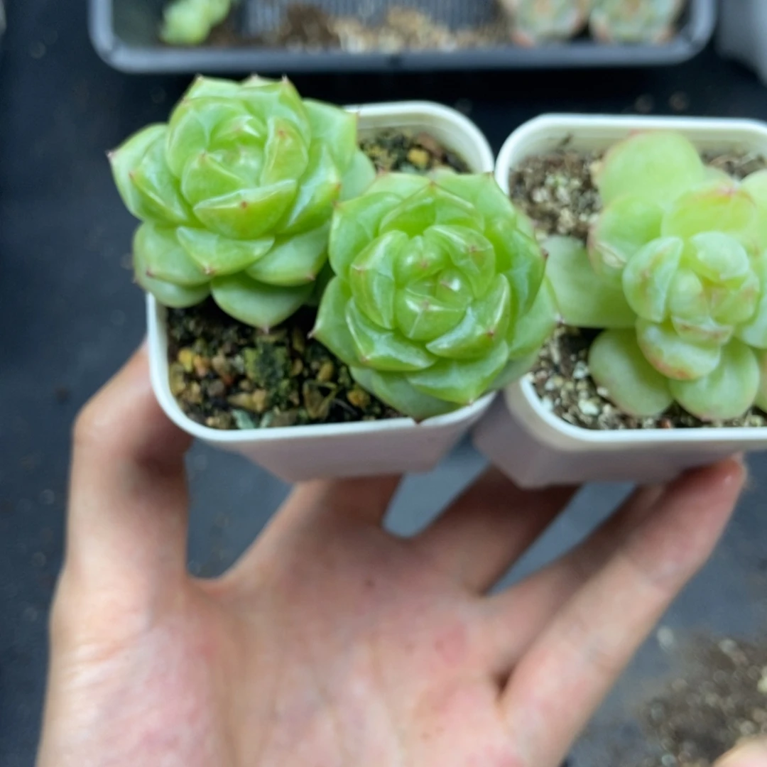 东篱下多肉植物哈哈哈哈