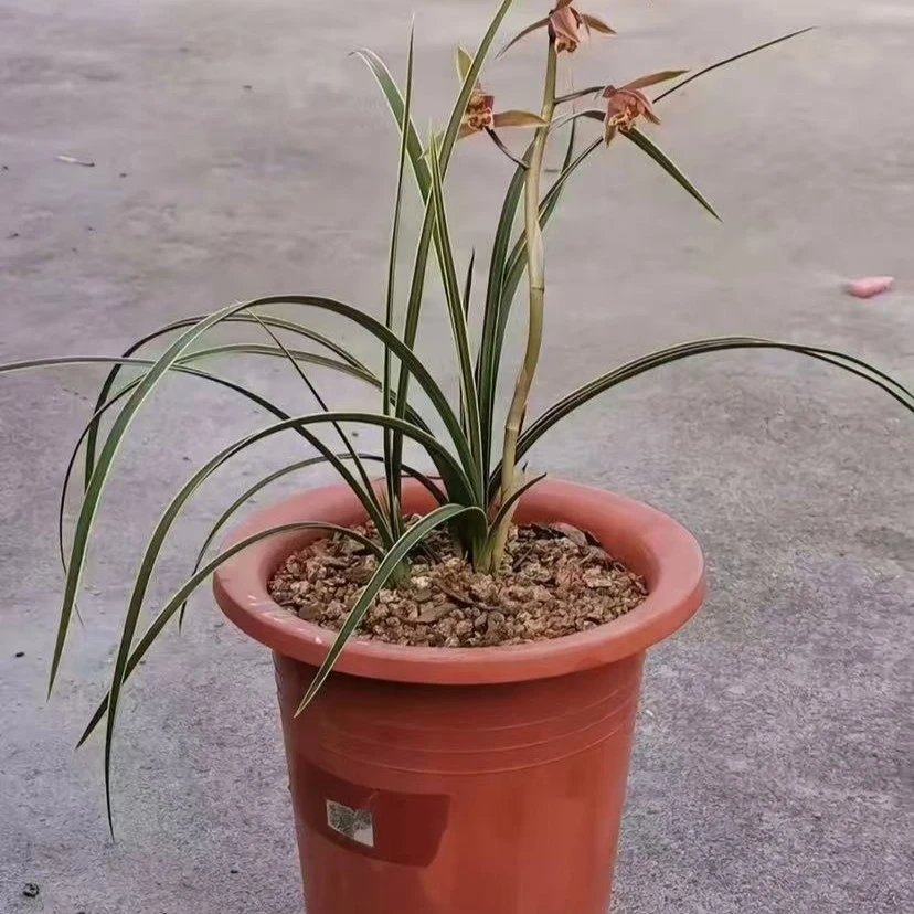 兰花蕙兰奇花异草