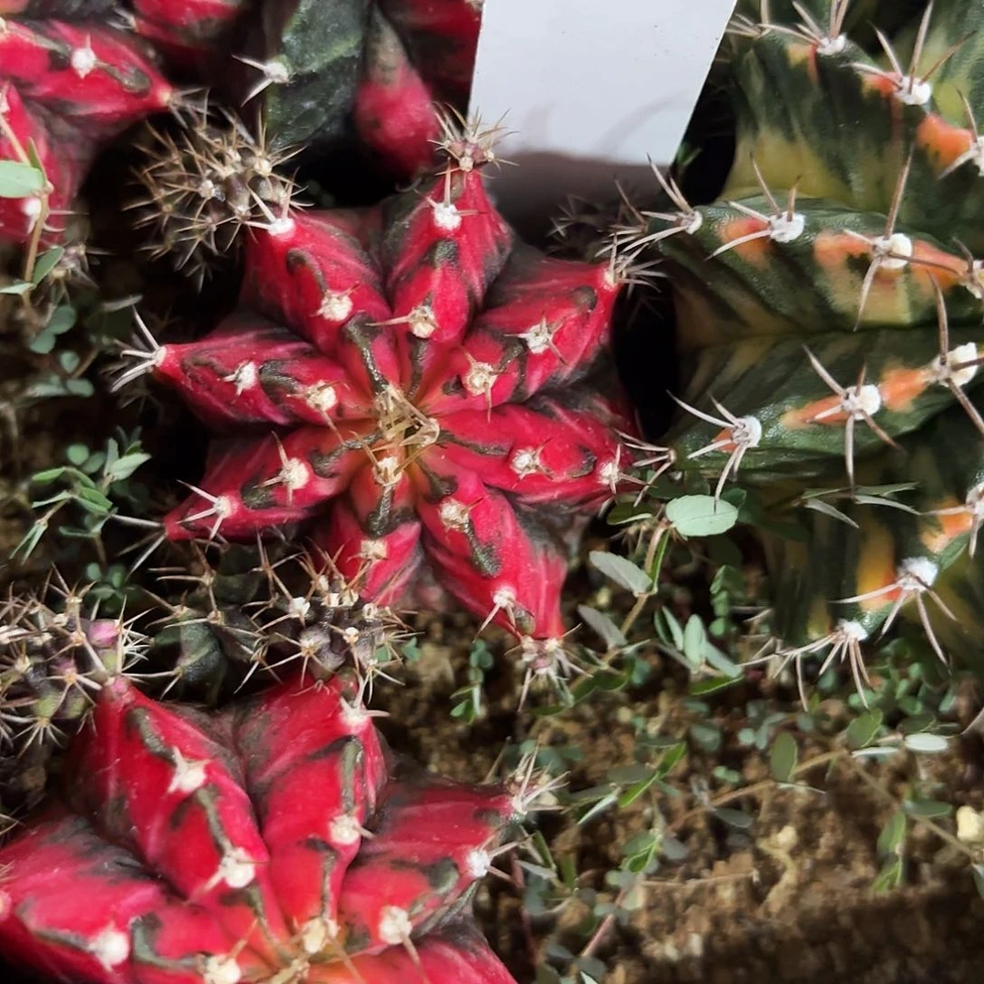 37-0612泰国发货多肉