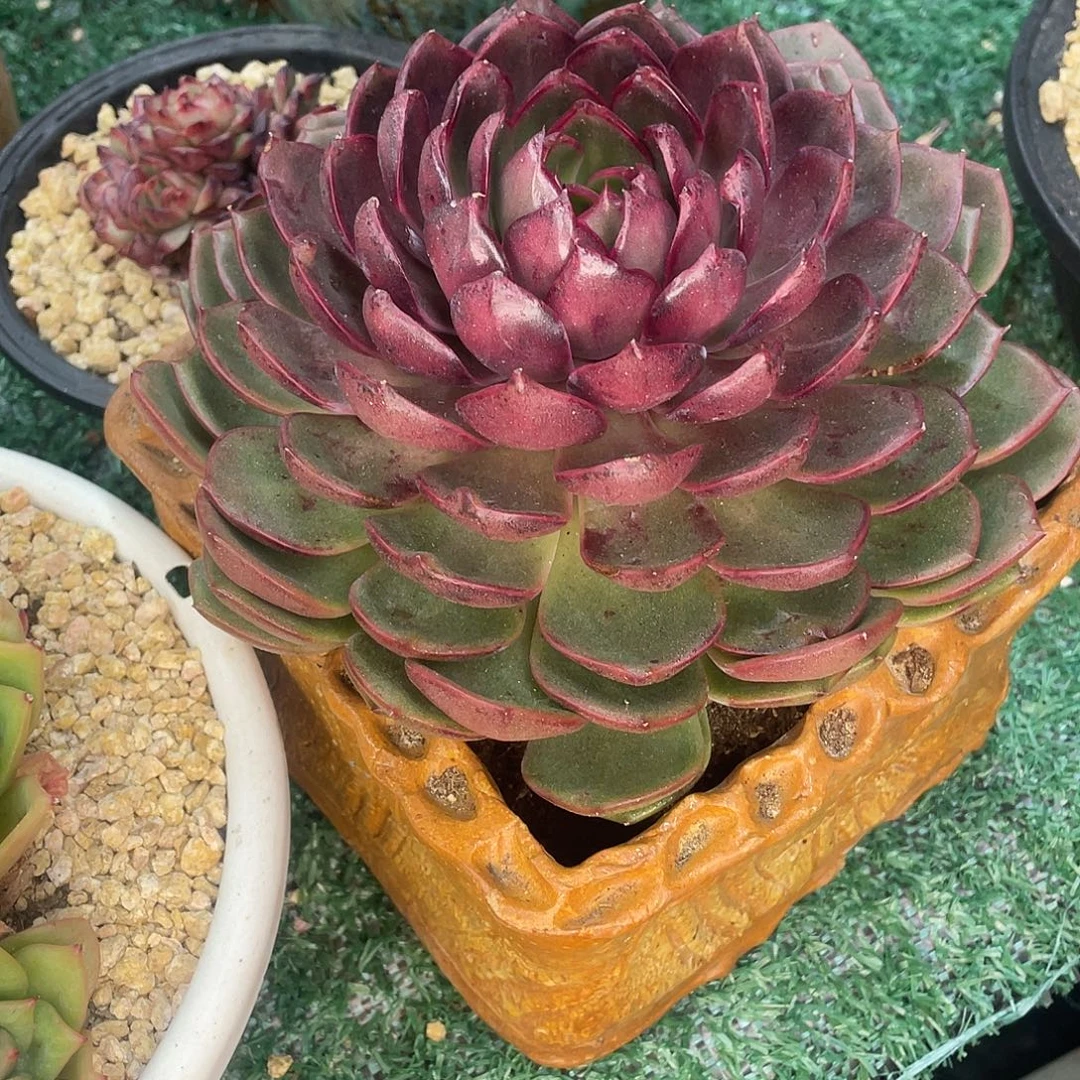 蓝莓一物一拍28包邮非偏远