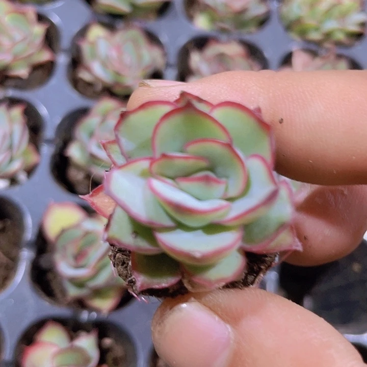 月光女神精品多肉