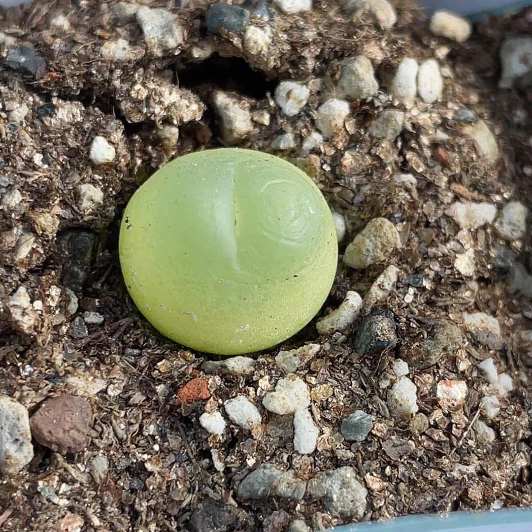 23-44拉登多肉植物