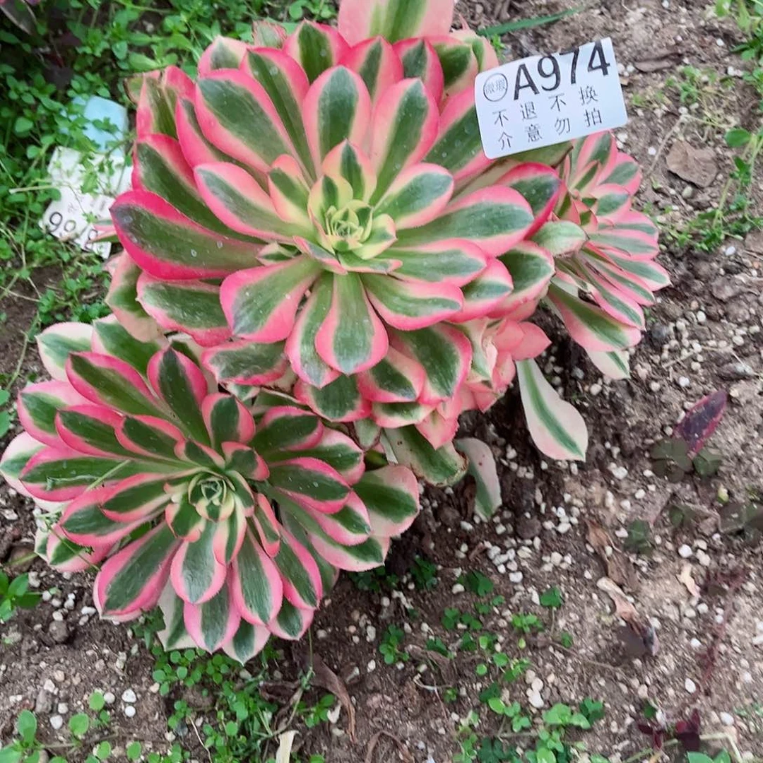 多肉植物974多肉