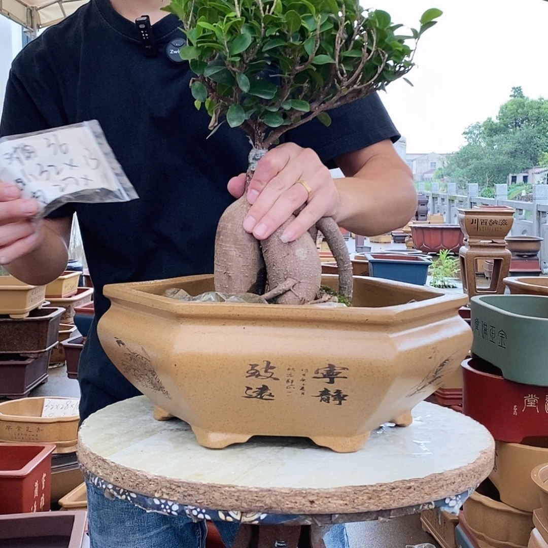 紫砂花盆紫砂花盆