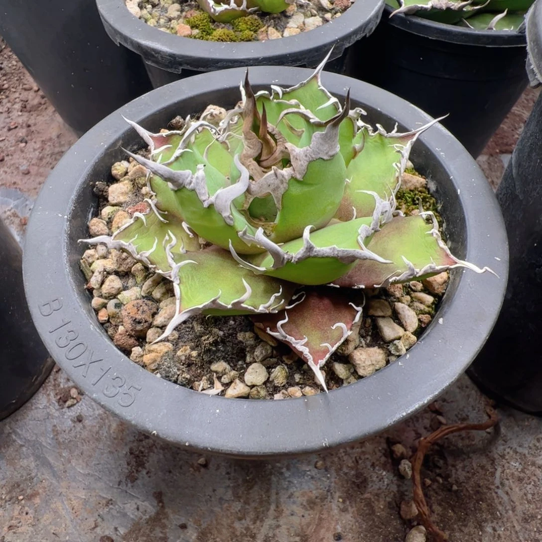 龙舌兰凯撒大甲盖