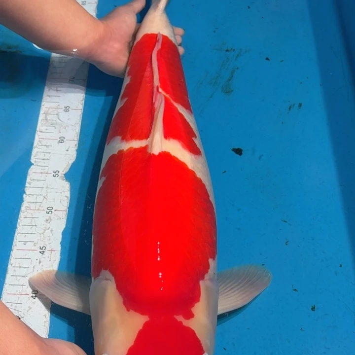 锦鲤板井红白专拍