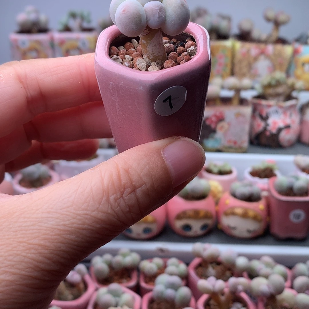 米可奶酪带盆发货