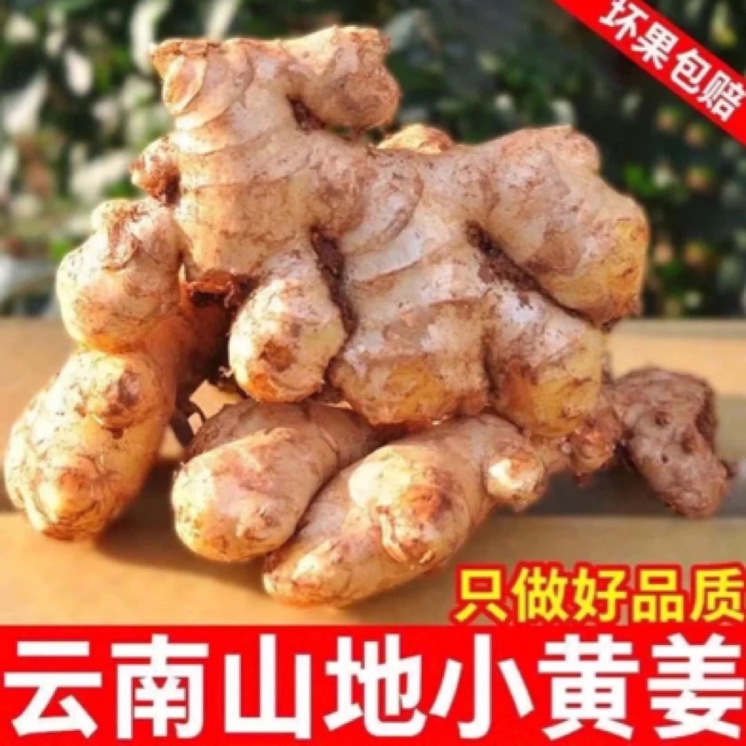 云南小黄姜老姜生姜自家种植精选姜子姜3斤/5斤/10斤品质云南姜