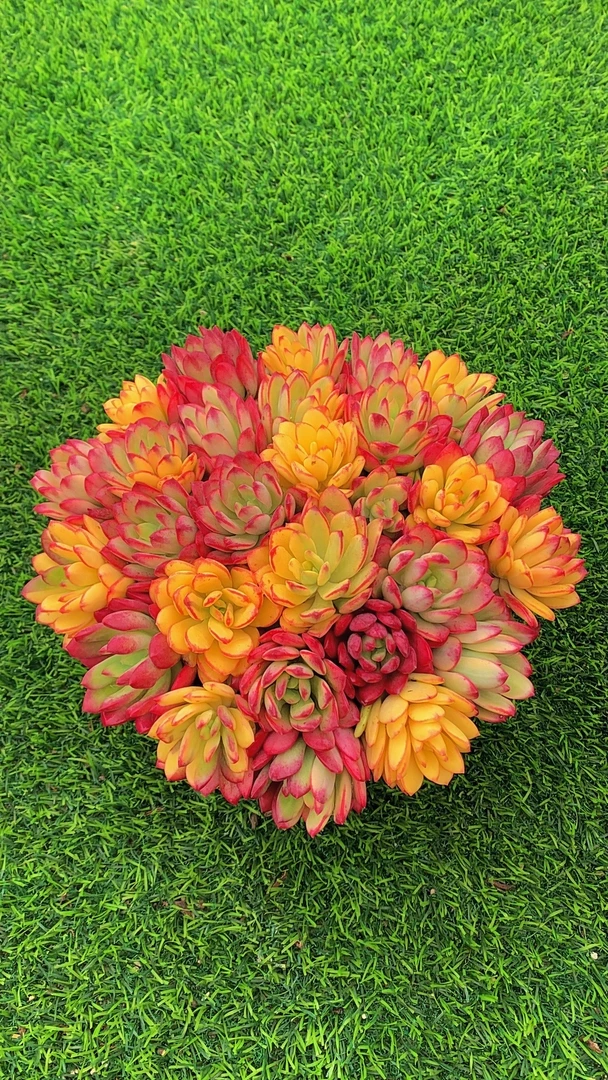 w七彩云南   喜阳耐旱 新手好养 带盆带土发货