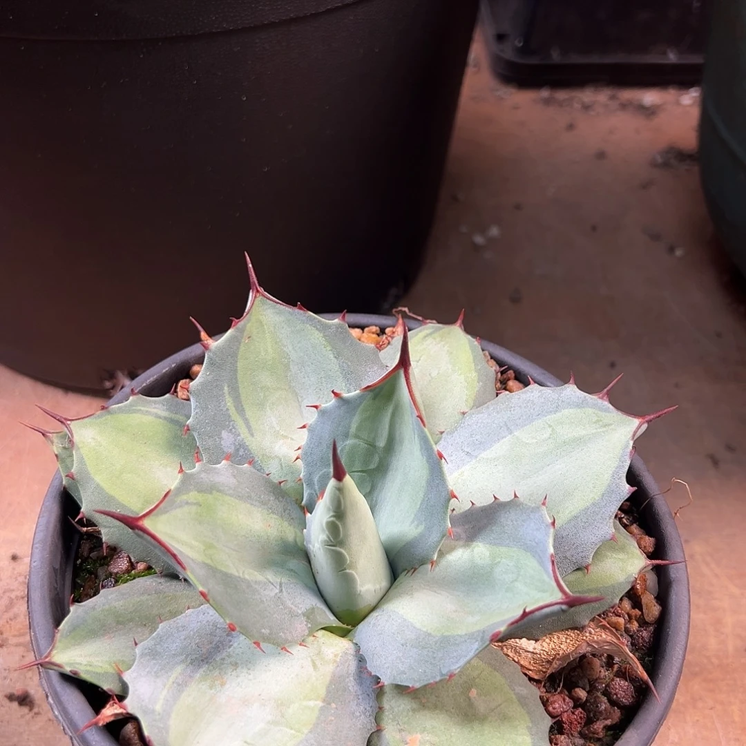 无花朵多肉植物虚空藏浅中