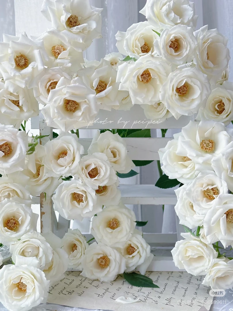 多头玫瑰-白马王子10支！三件顺丰空运20%不售后