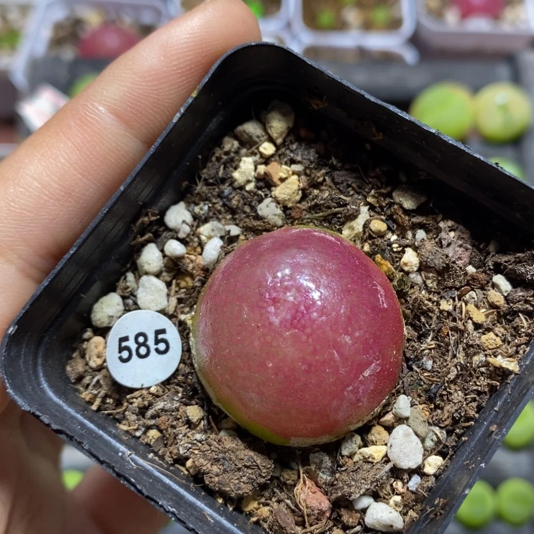 灯泡带盆2.8cm多肉585
