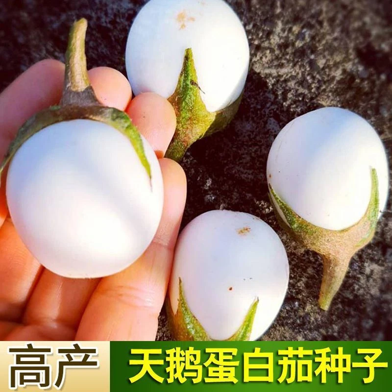 【厂家直销】鸡蛋天鹅蛋白茄种子白茄子种籽圆茄罐茄椭圆形秋冬耐