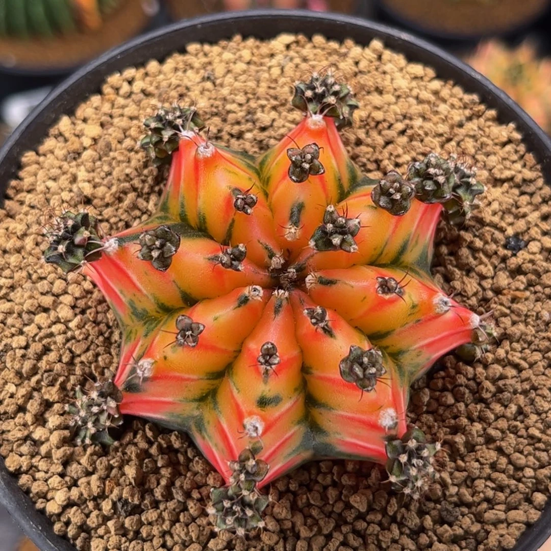 橙汁  米哈仙人球