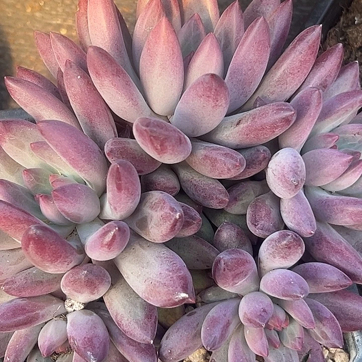 大群车厘子美人特价