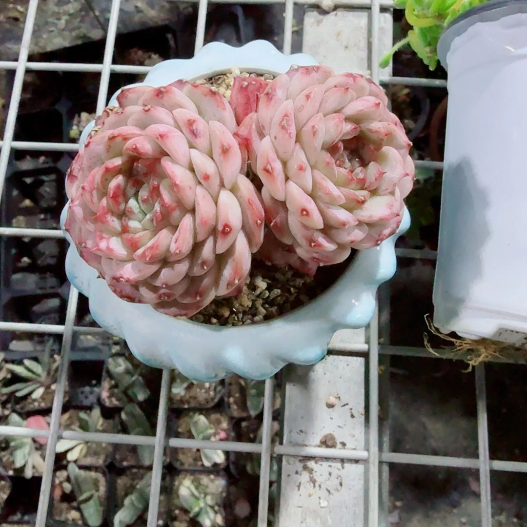 双头天鹅绒带盆多肉植物