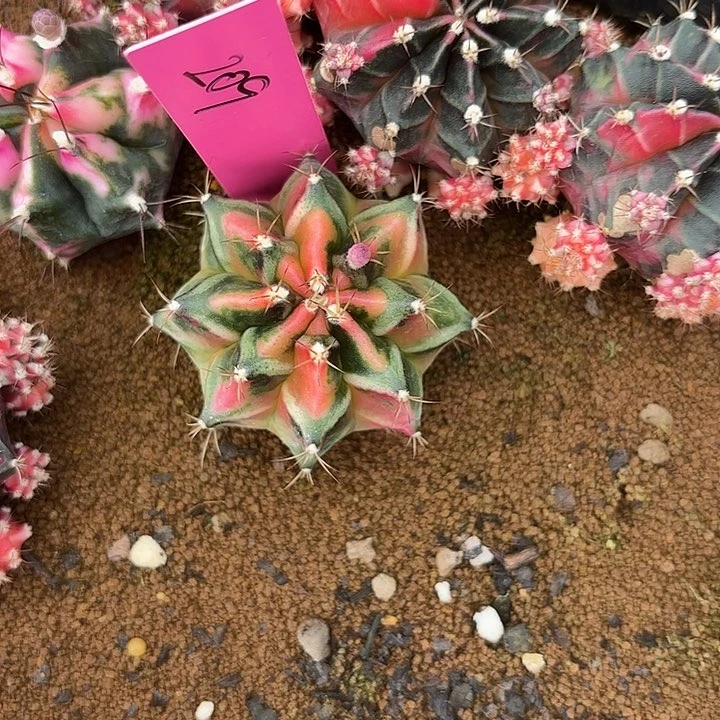 209-0513国内发货多肉