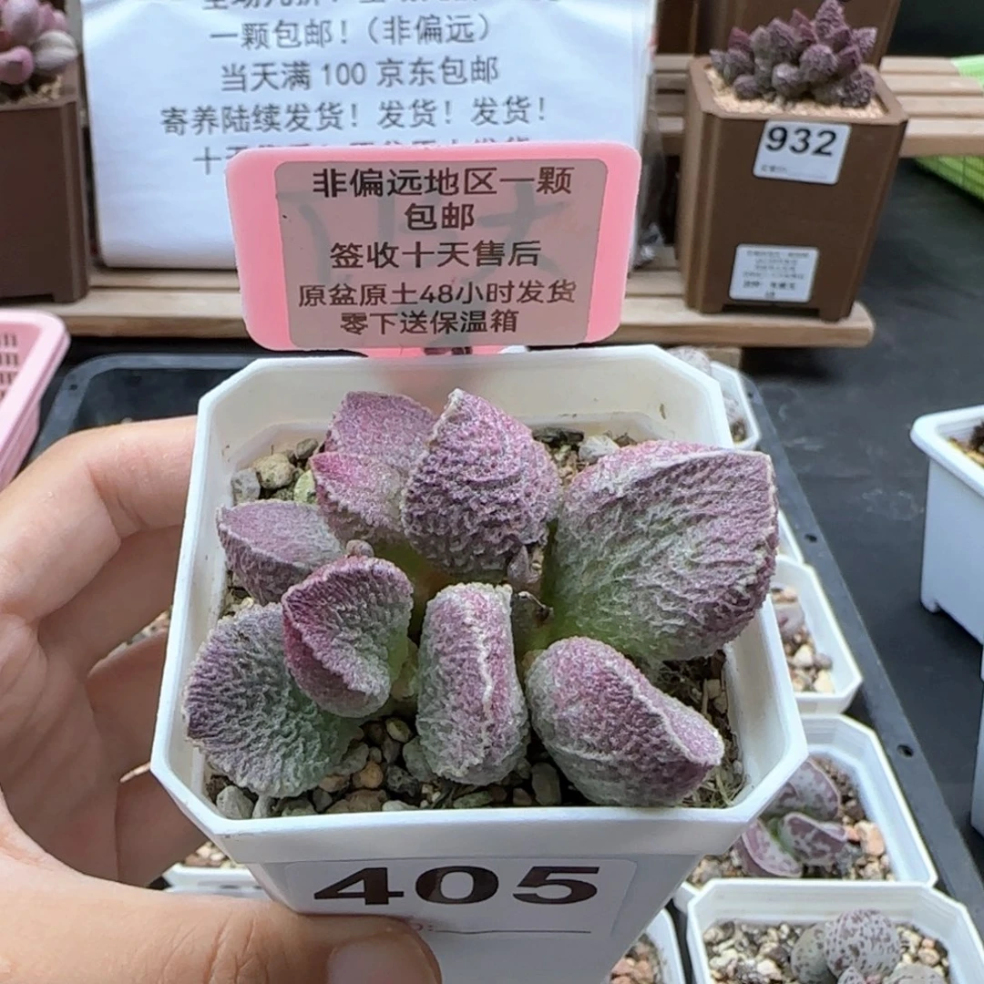 时***者405哈莫猪肝多肉