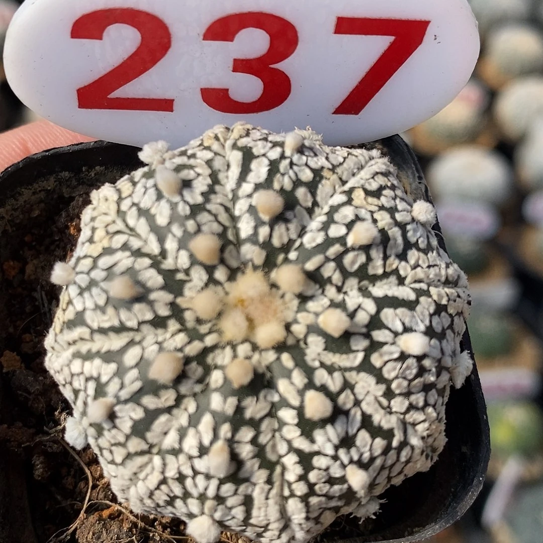 237超兜系列的福利