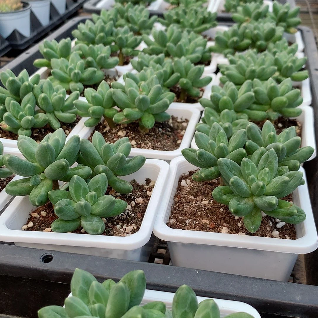 千代田477788788854744477