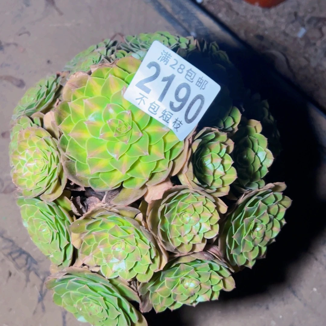 2190抹茶多肉植物法师