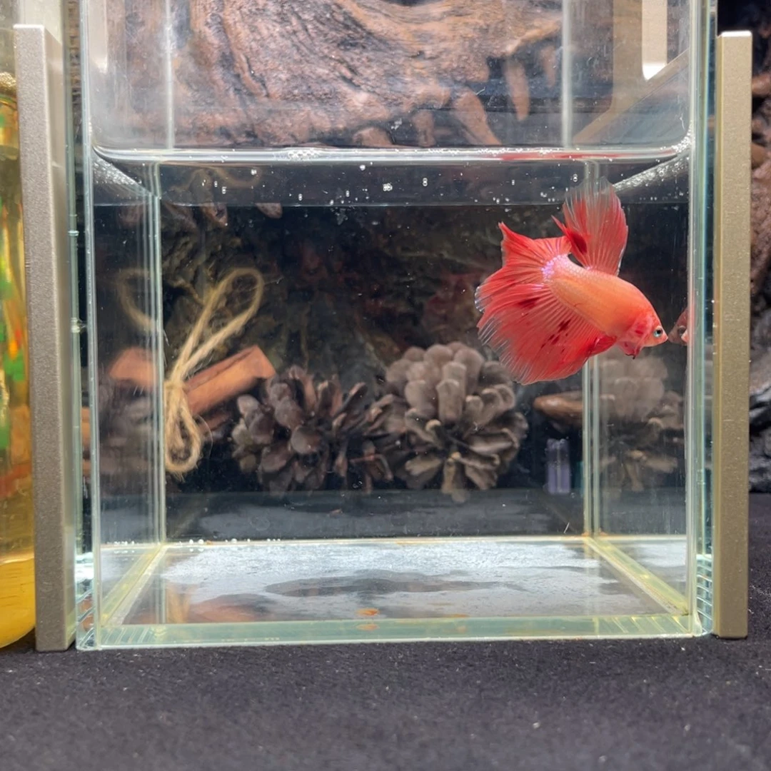 斗鱼十二月二十一日竞价