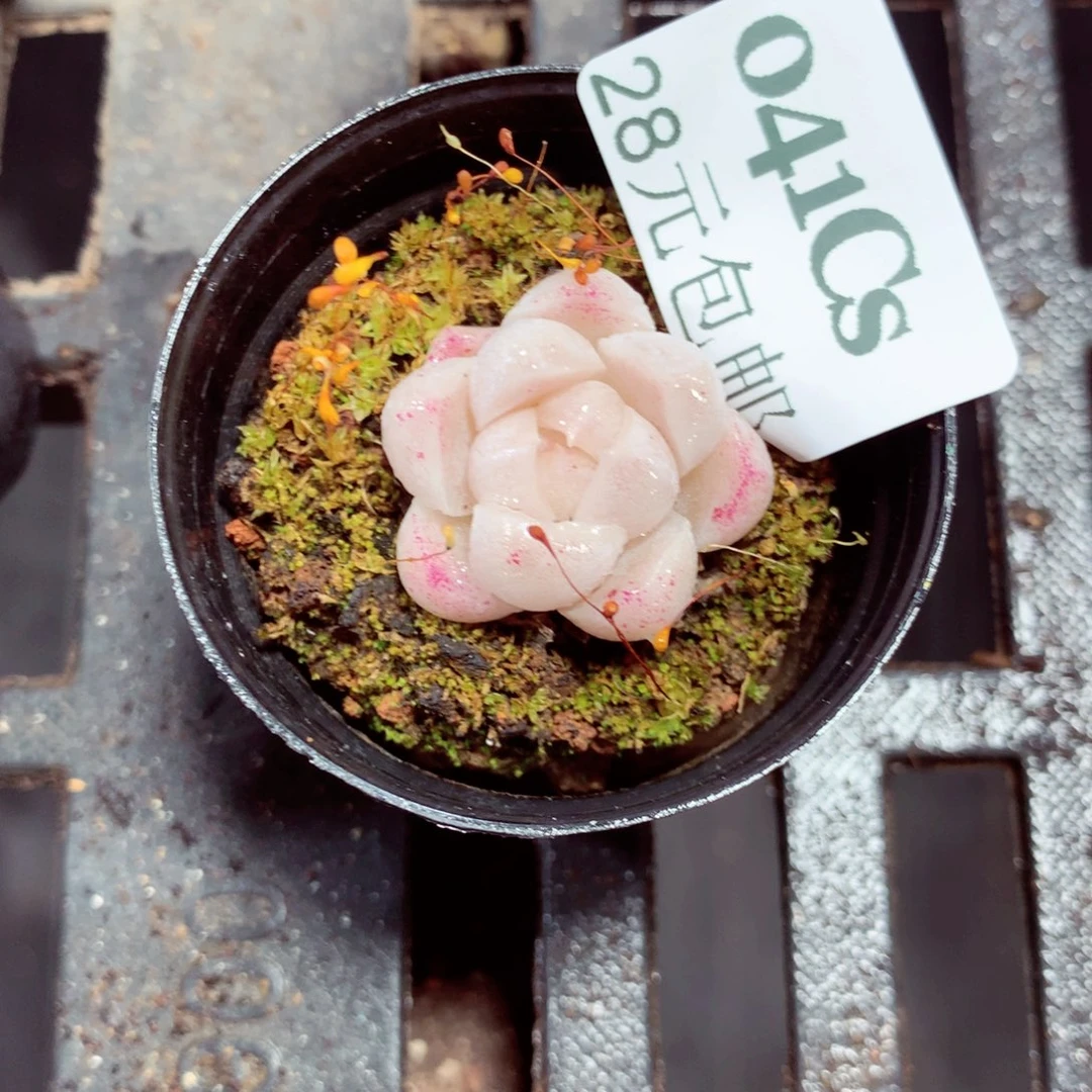 5厘米盆精控多肉041