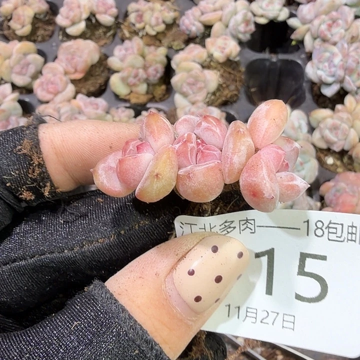 岁****115 号到手1框江北多肉