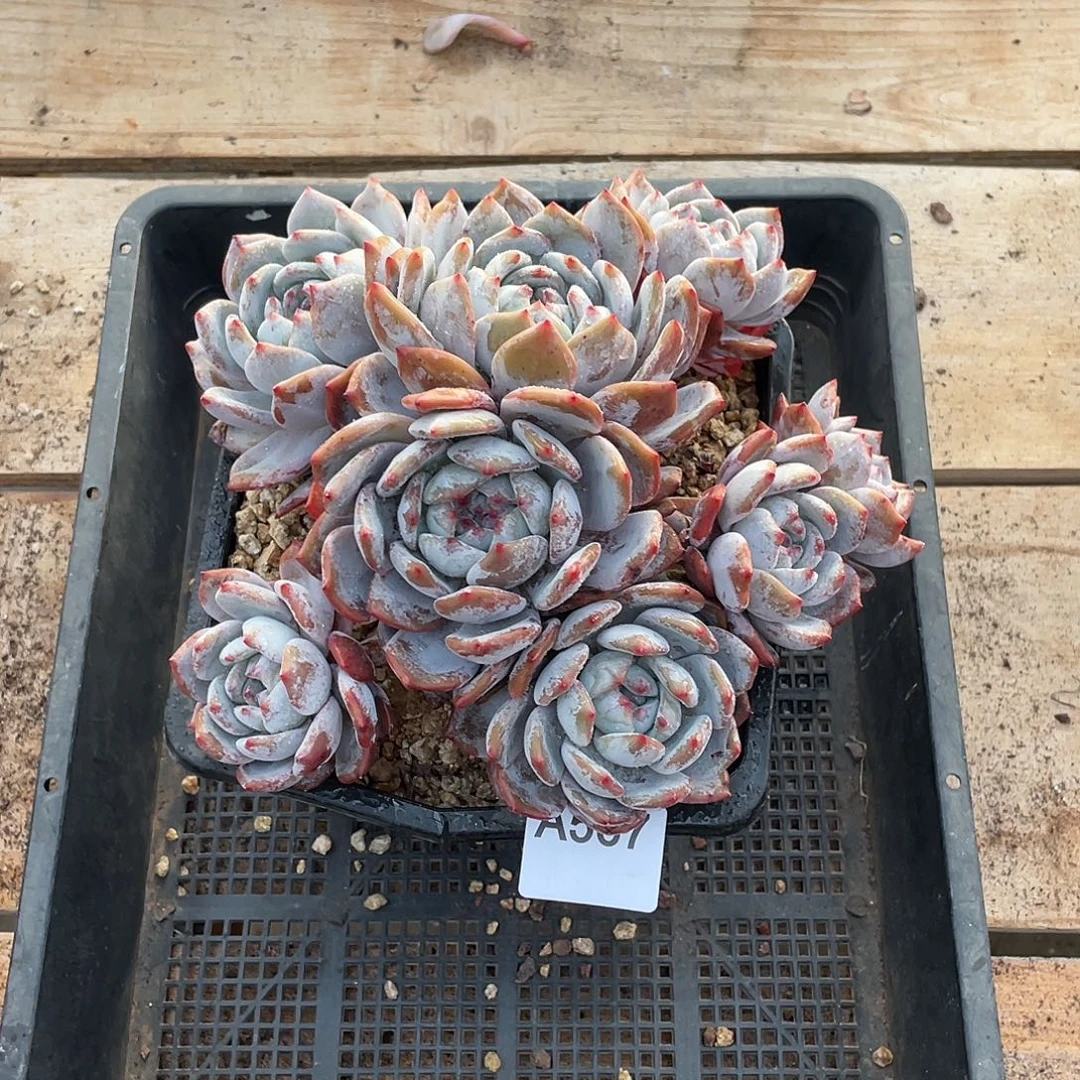 567多肉植物多肉植物