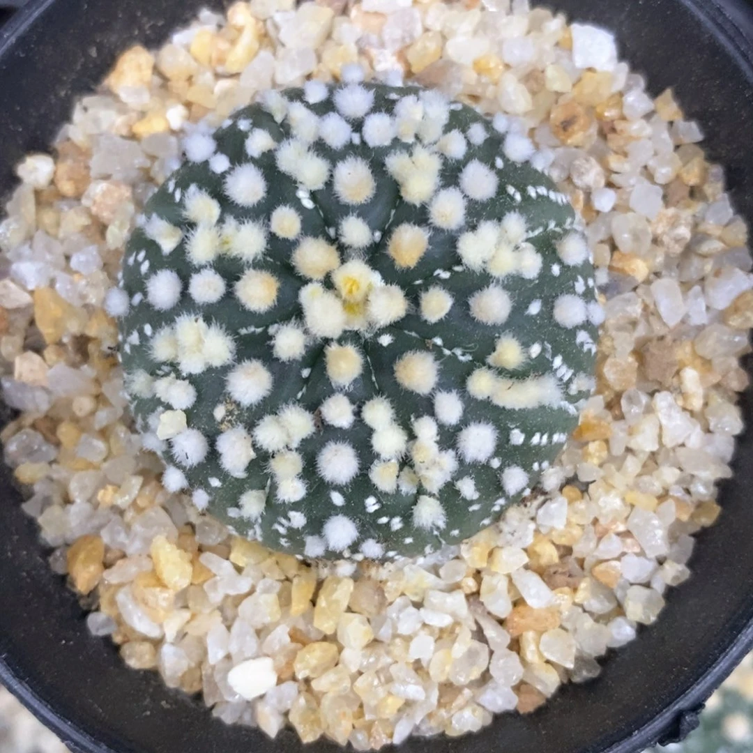 建****发仙人球的世界里有